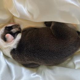 Bulldog Puppies from Alicia Miller