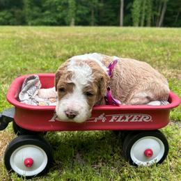 Pluto - Parti male Goldendoodle puppy in Camden, North Carolina from Oopsie Doodles of NC