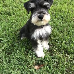 Miniature Schnauzer Puppies from TJ's Silver Paws Miniature Schnauzers