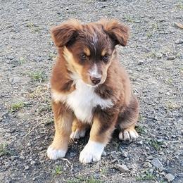 Minni - Red tri-color female Australian Shepherd puppy in Cottage Grove, Oregon from Farmstead Aussies
