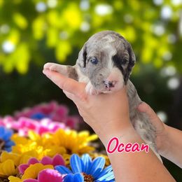 Ocean - Blue merle female Aussiedoodle puppy in Lebanon, Oregon from Abbott Family Farm