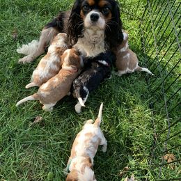 Cavalier King Charles Spaniel, Cavapoo, and Poodle Puppies from Peachy Paws