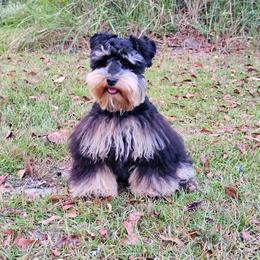 Pearl - Miniature Schnauzer