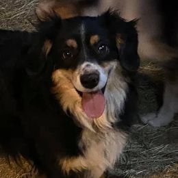 Australian Shepherds and Miniature Australian Shepherds from VS Ranchn Aussies