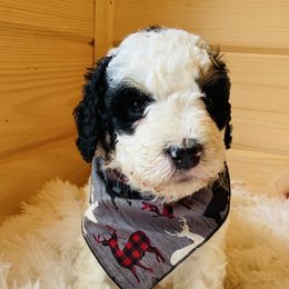 Dune - Tri-color male Bernedoodle puppy in Allegan, Michigan from Sand Creek Bernedoodles