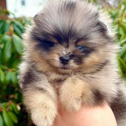 Eclipse - Blue merle male Pomeranian puppy in Pittsburgh, Pennsylvania from Peachy Pomeranians