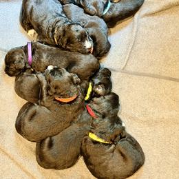 Bernedoodle Puppies from NOB Bernedoodles
