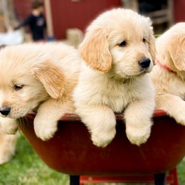 Golden Retriever puppies from Three River Gold Stars