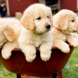 Golden Retriever puppies from Three River Gold Stars