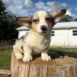 Waffle (Financing Available) - Blue merle and white male American Corgi puppy in Inverness, Florida from Canaan Farm Corgis