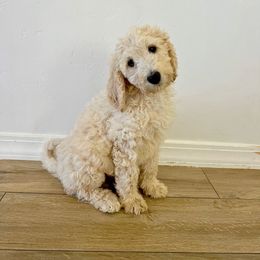 Light Blue Puppy - Cream Labradoodle puppy in Kingman, Arizona from The Dood Ranch