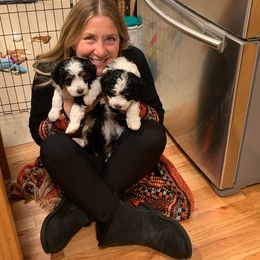 Bernedoodle and Labradoodle Puppies from Reid Wasatch Doodles
