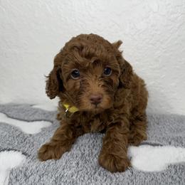Yellow - Red  male Poodle puppy in Miami, Florida from Katy's Toy Poodles
