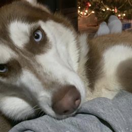 Siberian Huskies from Bandit Creek Siberians Husky