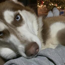 Siberian Huskies from Bandit Creek Siberians Husky