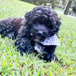 Poodle Puppies from Kindred Companions Toy Doodles