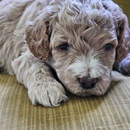 Mr Bojangles - Apricot male Australian Labradoodle puppy in Lithia, Florida from Waterford Doodle Farm