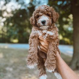 Tex - Red  male Poodle puppy in Mount Vernon, Illinois from Autumn Powell