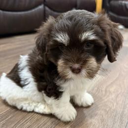 Boy 1 - Chocolate male Havanese puppy in Douglas, Georgia from Huffer Hounds and Havanese