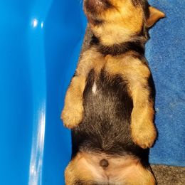 Yorkipoo and Yorkshire Terrier Puppies from Danza Bolo