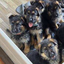 German Shepherds from Iron Crest Shepherds