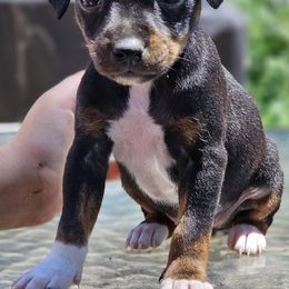 Rat Terriers and Teddy Roosevelt Terriers from Wiggle Wag Kennels