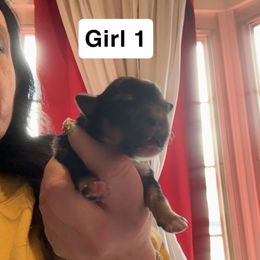 Girl - Black and tan female Morkie puppy in Pittsburgh, Pennsylvania from Maria's Morkies & More