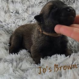 Jo's Brown - Mahogany male Belgian Malinois puppy in Berry, Alabama from North River k9