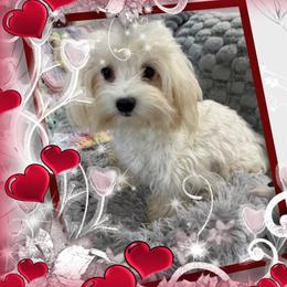 Joline - Maltese