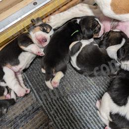Green - Black tan and white male Beagle puppy in Vallejo, California from Tailwindfarm