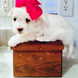 Maltese, Maltipoo, Poodle, and Yorkshire Terrier Puppies from Paw Perfect Pets