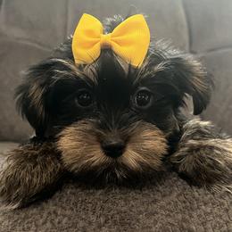 Stella - Black and tan female Yorkshire Terrier puppy in Jacksonville, Florida from The Yorkie Shack