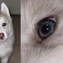 Bartholomew (Green eyes) See Videos - Red and white male Siberian Husky puppy in Heppner, Oregon from Yuki Ookami Show Kennel