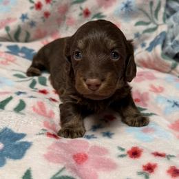 George - Chocolate and tan male Dachshund puppy in Sherwood, Michigan from Patrick's Puppies