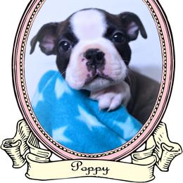 Baby Poppy - Black brindle and white female Boston Terrier puppy in Kingsport, Tennessee from Sleepwalker Bostons