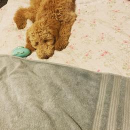 Goldendoodle Puppies from Perfect Fit Poodles & Doodles