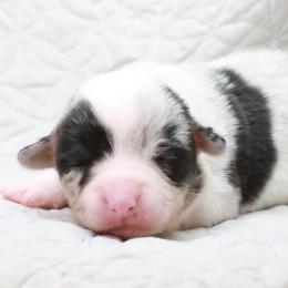 American Corgi, Cardigan Welsh Corgi, and Pembroke Welsh Corgi Puppies from Diamond Corgis