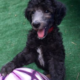 Poodle Puppies from Michelet Poodles