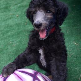 Poodle Puppies from Michelet Poodles