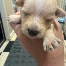 Marty - White and tan male Morkie puppy in Winston Salem, North Carolina from Patty’s Paws