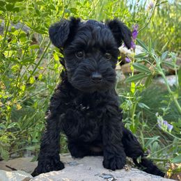 Bently - Black male Miniature Schnauzer puppy in Colorado Springs, Colorado from Spice Mountain Puppies