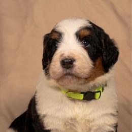 Kiri - Tri-color female Bernedoodle puppy in Palmetto Bay, Florida from SOMIDOODLES