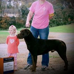 Bernese Mountain Dogs, Dilute Retrievers, Labrador Retrievers, and Rhodesian Ridgebacks from Circle D Farms