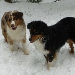 Miniature Australian Shepherds from Lakeside Aussies