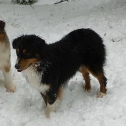 Miniature Australian Shepherds from Lakeside Aussies