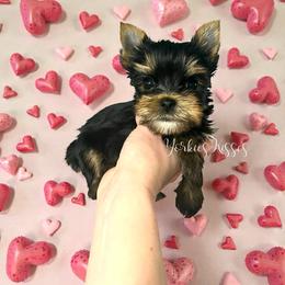 Patty - Black and gold female Yorkshire Terrier puppy in Kendallville, Indiana from Yorkies Kisses