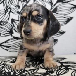 Kringle (Brown Band) - Dapple male Dachshund puppy in Raleigh, North Carolina from McLovin Doxies