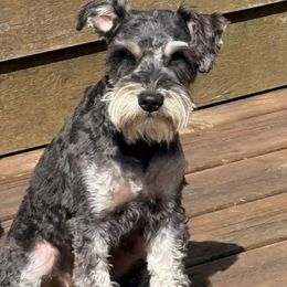 Dally - Miniature Schnauzer