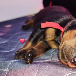 Rottweiler Puppies from Pearce Rottweilers