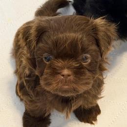 Mint boy - Liver male Shih Tzu puppy in Berkeley Springs, West Virginia from Sandridge Shih Tzus